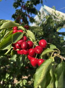 <b>厘子正在72小时内完成0℃预冷、光谱分拣及气调</b>